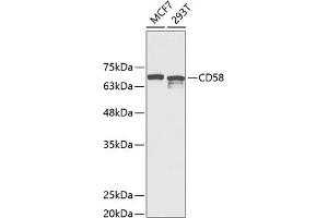 Western blot analysis of extracts of various cell lines, using CD58 Antibody (ABIN6131876, ABIN6138208, ABIN6138209 and ABIN6221339) at 1:1000 dilution. (CD58 抗体  (AA 40-220))