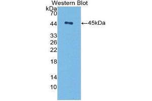 Western Blotting (WB) image for anti-Transforming Growth Factor, beta 1 (TGFB1) (AA 279-390) antibody (ABIN3209257) (TGFB1 抗体  (AA 279-390))