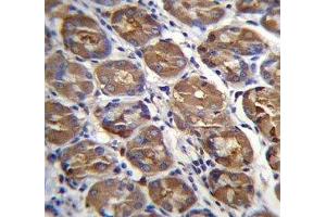 PGA4 antibody immunohistochemistry analysis in formalin fixed and paraffin embedded human stomach tissue. (PGA4 抗体  (AA 353-381))