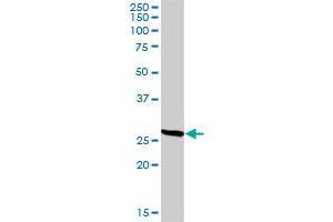 CD209 MaxPab rabbit polyclonal antibody. (DC-SIGN/CD209 抗体  (AA 1-404))