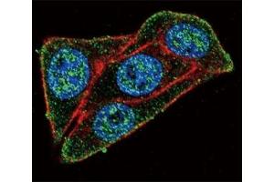 Immunofluorescence (IF) image for anti-Paired Box 6 (PAX6) (AA 352-380) antibody (ABIN3032127)