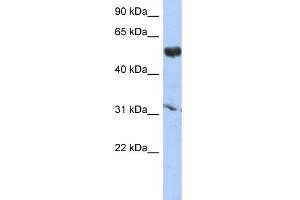 WB Suggested Anti-CYP4X1 Antibody Titration: 0. (CYP4X1 抗体  (Middle Region))