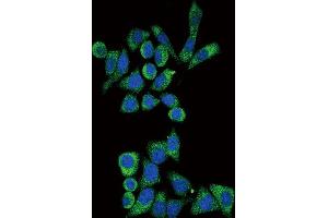 Immunofluorescence (IF) image for anti-Galactosidase, alpha (GLA) antibody (ABIN3002776) (GLA 抗体)
