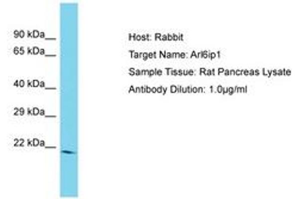 ARL6IP1 抗体  (AA 69-118)