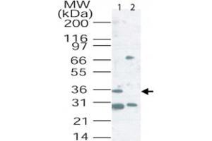 Western blot analysis of Cd207 in mouse lung tissue lysate. (CD207 抗体  (AA 36-44))