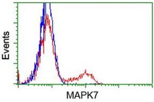 HEK293T cells transfected with either RC203506 overexpress plasmid (Red) or empty vector control plasmid (Blue) were immunostained by anti-MAPK7 antibody (ABIN2454020), and then analyzed by flow cytometry. (MAPK7 抗体)