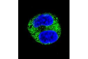 Confocal immunofluorescent analysis of TYR Antibody (Center) (ABIN391521 and ABIN2841481) with HepG2 cell followed by Alexa Fluor 488-conjugated goat anti-rabbit lgG (green). (TYR 抗体  (AA 176-205))