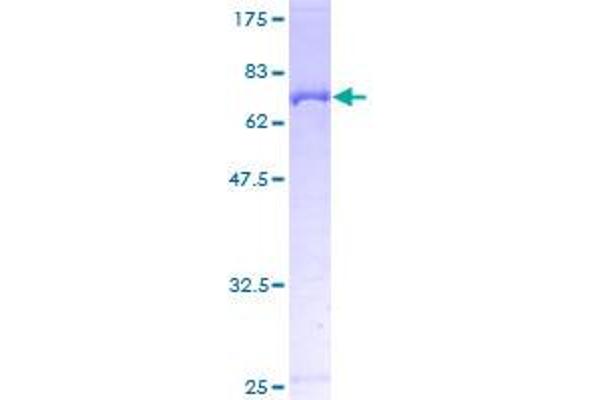 PLIN3 Protein (AA 1-434) (GST tag)