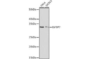 Western blot analysis of extracts of various cell lines, using IGFBP7 Rabbit mAb (ABIN7267910) at 1:1000 dilution. (IGFBP7 抗体)