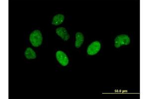 Immunofluorescence of purified MaxPab antibody to NUP43 on HeLa cell. (NUP43 抗体  (AA 1-380))