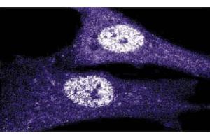 Immunoflourescence staining of human fibroblasts. (CDK1 抗体  (AA 283-297))