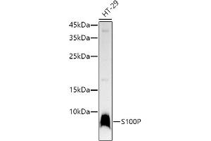 Western blot analysis of extracts of HT-29 cells, using S100P antibody  at 1:1000 dilution. (S100P 抗体)