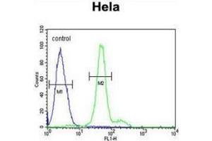 Flow cytometric analysis of Hela cells (right histogram) compared to a negative control cell (left histogram) using ELOVL5  Antibody (C-term), followed by FITC-conjugated goat-anti-rabbit secondary antibodies. (ELOVL5 抗体  (C-Term))