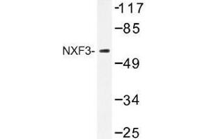 Image no. 1 for anti-Nuclear RNA Export Factor 3 (NXF3) antibody (ABIN317847) (NXF3 抗体)