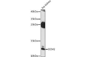 Western blot analysis of extracts of rat kidney, using OCM2 antibody (ABIN7269098) at 1:1000 dilution. (Oncomodulin 2 (OCM2) (AA 1-109) 抗体)