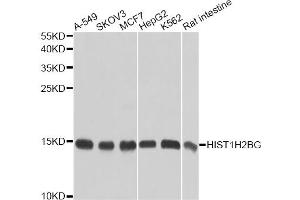 Western blot analysis of extracts of various cell lines, using HIST1H2BG antibody. (HIST1H2BG 抗体)