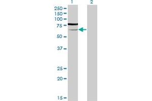 Western Blot analysis of PGM3 expression in transfected 293T cell line by PGM3 monoclonal antibody (M01), clone 1E2-1B12.