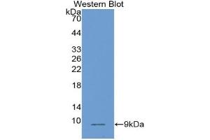Detection of Recombinant PLAC9, Human using Monoclonal Antibody to Placenta Specific Protein 9 (PLAC9) (PLAC9 抗体  (AA 23-97))