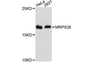Western blot analysis of extracts of various cell lines, using MRPS28 antibody. (MRPS28 抗体)