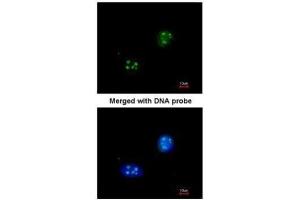 Immunofluorescence (IF) image for anti-NHP2 Non-Histone Chromosome Protein 2-Like 1 (NHP2L1) (full length) antibody (ABIN2856662)