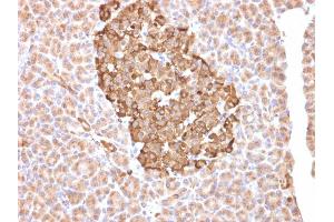 Formalin-fixed, paraffin-embedded human pancreas stained with Ferritin, Heavy Chain Mouse Monoclonal Antibody (FTH/2081). (FTH1 抗体  (AA 58-180))