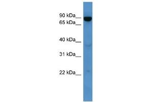 WB Suggested Anti-Abcb10 Antibody Titration:  0. (ABCB10 抗体  (Middle Region))