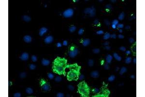 Immunofluorescence (IF) image for anti-DAN Domain Family, Member 5 (DAND5) (AA 23-189) antibody (ABIN1491234) (DAND5 抗体  (AA 23-189))