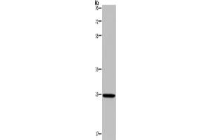Western Blotting (WB) image for anti-Kallikrein 14 (KLK14) antibody (ABIN2827021) (Kallikrein 14 抗体)