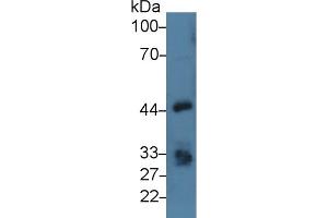 Detection of EPCAM in Porcine Kidney lysate using Polyclonal Antibody to Epithelial Cell Adhesion Molecule (EPCAM) (EpCAM 抗体  (AA 25-265))