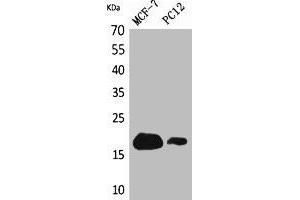 Western Blot analysis of MCF7, PC12 cells using CD225 Polyclonal Antibody. (IFITM1 抗体  (N-Term))
