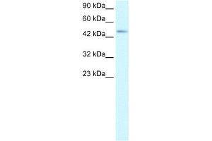 WB Suggested Anti-CCR8 Antibody Titration:  2. (CCR8 抗体  (Middle Region))