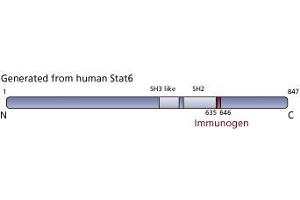 Image no. 1 for anti-Signal Transducer and Activator of Transcription 6, Interleukin-4 Induced (STAT6) (pTyr641) antibody (ABIN968594) (STAT6 抗体  (pTyr641))