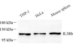 Western blot analysis of IL-3RB (ABIN7073557),at dilution of 1: 1000 (CD131 抗体)