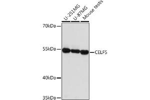 Western blot analysis of extracts of various cell lines, using CELF5 Rabbit pAb (ABIN7266539) at 1:1000 dilution. (CELF5 抗体)