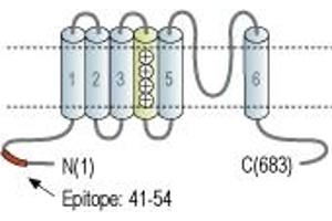 Representative domain view of the target of ABIN7884903.