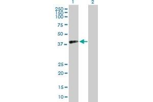 Western Blot analysis of RFC4 expression in transfected 293T cell line by RFC4 MaxPab polyclonal antibody.