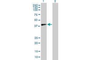 Western Blot analysis of RFC4 expression in transfected 293T cell line by RFC4 MaxPab polyclonal antibody. (RFC4 抗体  (AA 1-363))
