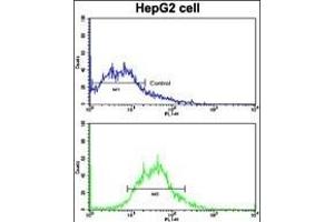 Flow cytometric analysis of HepG2 cells using AD Antibody (N-term) (bottom histogram) compared to a negative control cell (top histogram). (ADAM9 抗体  (N-Term))