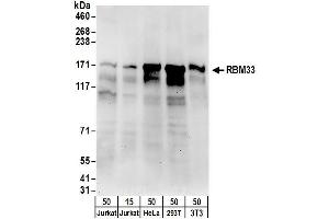 anti-RNA Binding Motif Protein 33 (RBM33) (AA 150-200) antibody