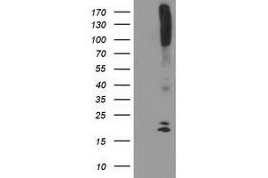 Western Blotting (WB) image for anti-DAN Domain Family, Member 5 (DAND5) (AA 23-189) antibody (ABIN1491235) (DAND5 抗体  (AA 23-189))