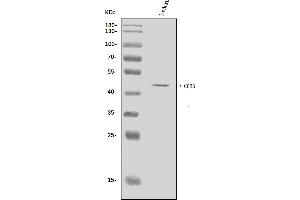 Western blot analysis of CCR5 using anti-CCR5 antibody (ABIN7602862).
