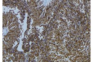 ABIN6276665 at 1/100 staining Mouse testis tissue by IHC-P.