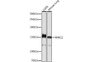 Western blot analysis of extracts of various cell lines, using WWC2 Rabbit pAb (ABIN7271389) at 1:1000 dilution. (WWC2 抗体)