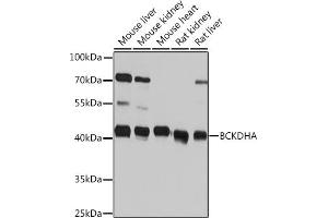 Western blot analysis of extracts of various cell lines, using BCKDHA Rabbit pAb (ABIN7265919) at 1:1000 dilution. (BCKDHA 抗体  (AA 276-445))