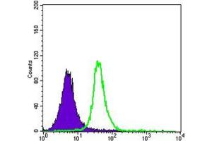 Flow cytometric analysis of Jurkat cells using SMAD5 mouse mAb (green) and negative control (purple). (SMAD5 抗体)