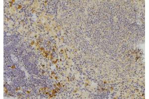 ABIN6272568 at 1/100 staining Human lymph node tissue by IHC-P. (CCBE1 抗体  (Internal Region))