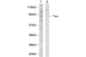 Western Blotting (WB) image for anti-tau Protein (Ser235) antibody (ABIN1848162) (tau 抗体  (Ser235))