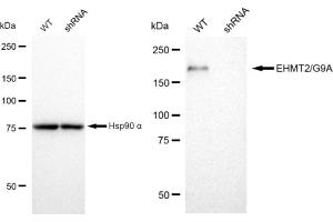 Western blotting analysis using EHMT2/G9A antibody (ABIN7797610). (Recombinant EHMT2 抗体)