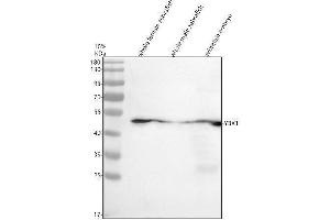 Western blot analysis of YBX1 using anti-YBX1 antibody (AZB5DE31).