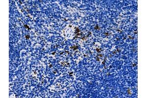 Phospho-YAP (Ser109) Antibody at 1/100 staining Mouse spleen tissue by IHC-P. (YAP1 抗体  (pSer109))